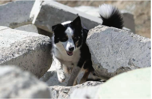 RUF Outing National Disaster Search Dog Foundation
